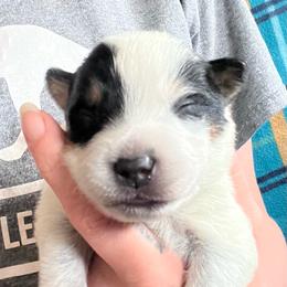 Boy 4 - Blue male Australian Cattle Dog puppy in Norton, Ohio from Australian Cattle Dog Company