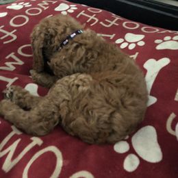 Poodle Puppies from poodles and doodles llc
