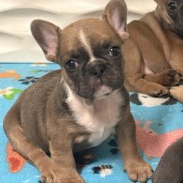 Girl 4 - Fawn and white female French Bulldog puppy in Spanaway, Washington from Frog Faced Frenchies