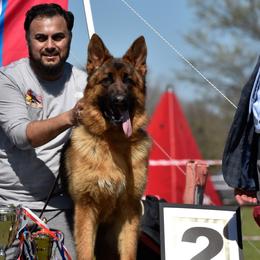 Java - German Shepherd