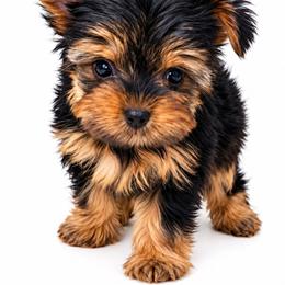 Vita - Black and tan female Yorkshire Terrier puppy in North Huntington, Pennsylvania from Charz Dollz