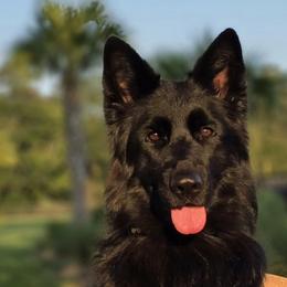 Nova - German Shepherd