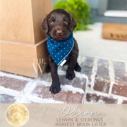 Orion - Chocolate male Goldendoodle puppy in Soddy Daisy, Tennessee from The W Doods