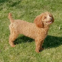 Chloe - Poodle