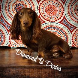 Rolo - Dachshund