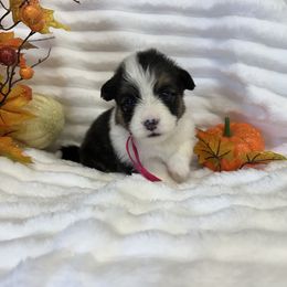 Dorito - Black and tan female American Corgi puppy in Hico, Texas from Chisholm Trail Kennels