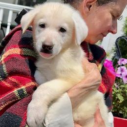 Groot - White male German Shepherd puppy in Perkasie, Pennsylvania from Twila Ruth Herot