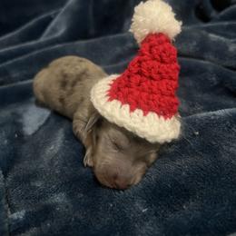 Studd Muffin - Dapple male Dachshund puppy in Norman, Oklahoma from Mother of Dachshunds