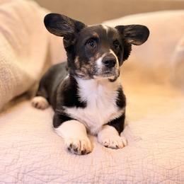 Cardigan Welsh Corgi Puppies from KaloKalo Cardigans