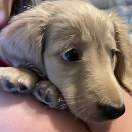 Dachshund Puppies from Ruff Patch Doxie Den