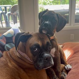 Boxer Puppies from SmashBox Kennel