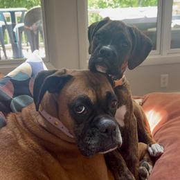 Boxer Puppies from SmashBox Kennel