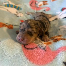 Girl 2 - Dapple female Dachshund puppy in Ocala, Florida from Harvin’s Weenie Gang