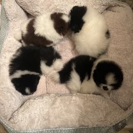 Pomeranian puppies from Country Lane Kennels