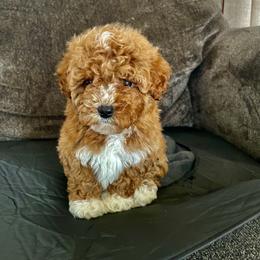 Luna - Red  female Poodle puppy in Apex, North Carolina from Happy puppies