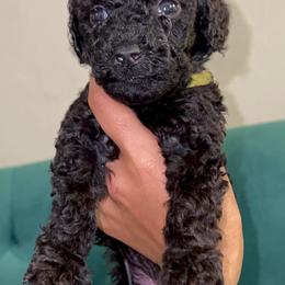 "Tyrion - Black Male - May 2022 Game of Thrones Litter" Poodle Puppies from Almighty Poodles