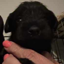 Girl 2 - Black Miniature Schnauzer puppy in Crossville, Tennessee from Farmers Creek Kennel