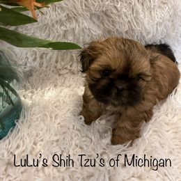 Shih Tzu puppies from LuLu’s Shih Tzu’s of Michigan