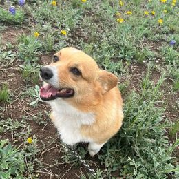 Pembroke Welsh Corgis from Horse Creek Corgis