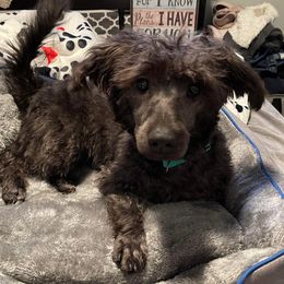 Emmy - Poodle