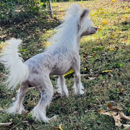 Boo - Chinese Crested