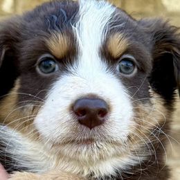 Australian Shepherds from 5R Russell Standards