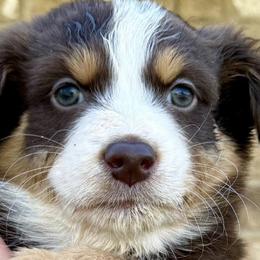 Australian Shepherds from 5R Russell Standards