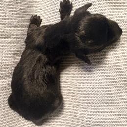 Black girl 2 - Black female Dachshund puppy in Newark, Delaware from Rich Point