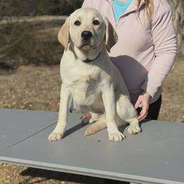 Boy 1 - Yellow male Labrador Retriever puppy in Archer Lodge, North Carolina from Archer Lodge Labradors