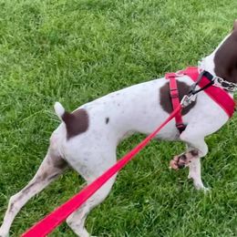 German Shorthaired Pointers from Cottone Family German Shorthairs