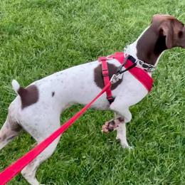 German Shorthaired Pointers from Cottone Family German Shorthairs