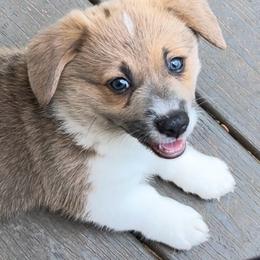 Male 1 Sable Bluie with Strip - Blue male Pembroke Welsh Corgi puppy in Moundville, Alabama from Cartee Corgis - Debi Cartee Mills