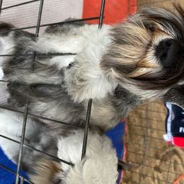 Miniature Schnauzer Puppies from Southcross Miniature Schnauzers