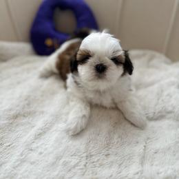 Girl 1 - Red and white female Shih Tzu puppy in Paso Robles, California from Northstar Shih Tzu