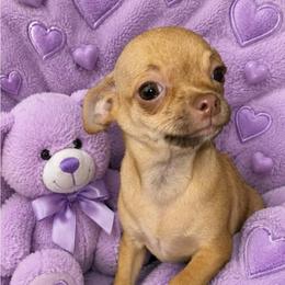 Clover - Fawn female Chihuahua puppy in Kyle, Texas from joy of chihuahuas tx