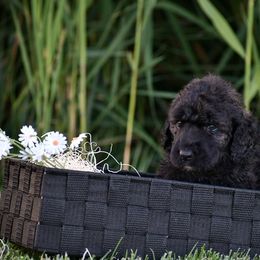 Poodle Puppies from Nay Design Poodles