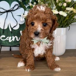 Mookie - Gray - Red male Cavapoo puppy in South Jordan, Utah from Simply Sweet Paws. LLC