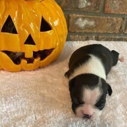 AKC Mia - Black brindle and white female Boston Terrier puppy in Imperial, Missouri from Boston Kup Breeders