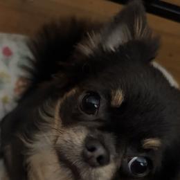 Chihuahuas from April’s Menagerie