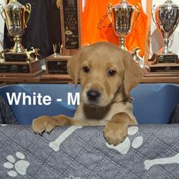 White Collar - Yellow male Labrador Retriever puppy in Delavan, Wisconsin from Diamond Flush Gun Dogs