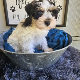 Faith - Parti female Miniature Schnauzer puppy in Crosby, Texas from Raisin' the Woof Schnauzers