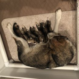 Alaskan Malamute Puppies from Sigma Alaskan Malamutes