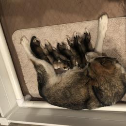 Alaskan Malamute Puppies from Sigma Alaskan Malamutes