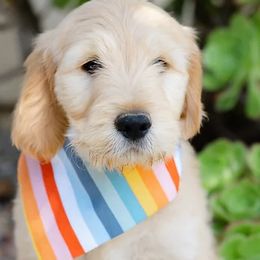 Goldendoodles from Becky And Friends