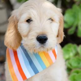 Goldendoodles from Becky And Friends