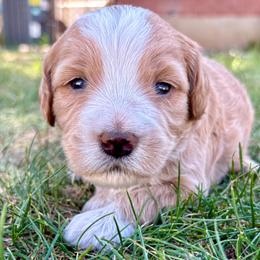 Fanta - Yellow and white male Bernedoodle puppy in Roy, Utah from Doodles are Amazing