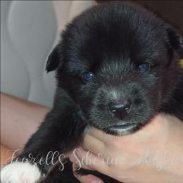 NessaRose - Sable and white female Siberian Husky puppy in Richland, Mississippi from Feazell’s Siberian Huskies