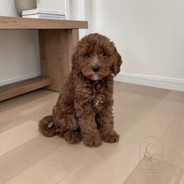 Lavender - Red  female Goldendoodle puppy in Madisonville, Kentucky from Carlie and Co. Goldendoodles