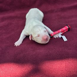 Brian - White and black male Dalmatian puppy in Neosho, Missouri from County-Line Critters