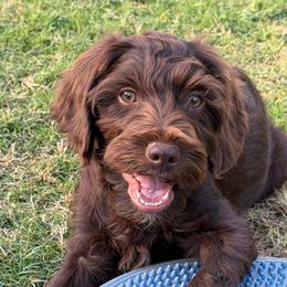 Orange Boy - Chocolate male Australian Labradoodle puppy in West Union, South Carolina from Golden Corner Labradoodles, LLC
